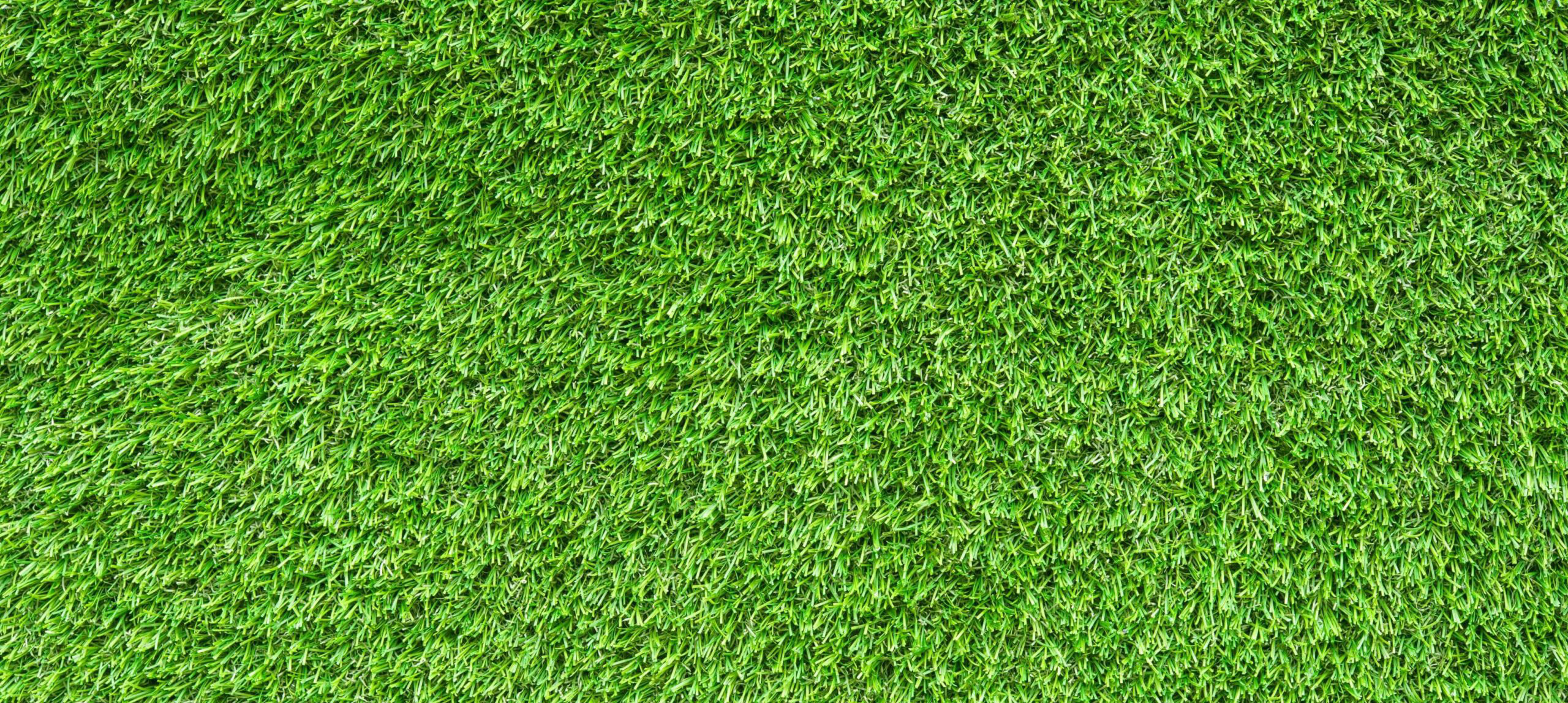 grass-1-scaled colored